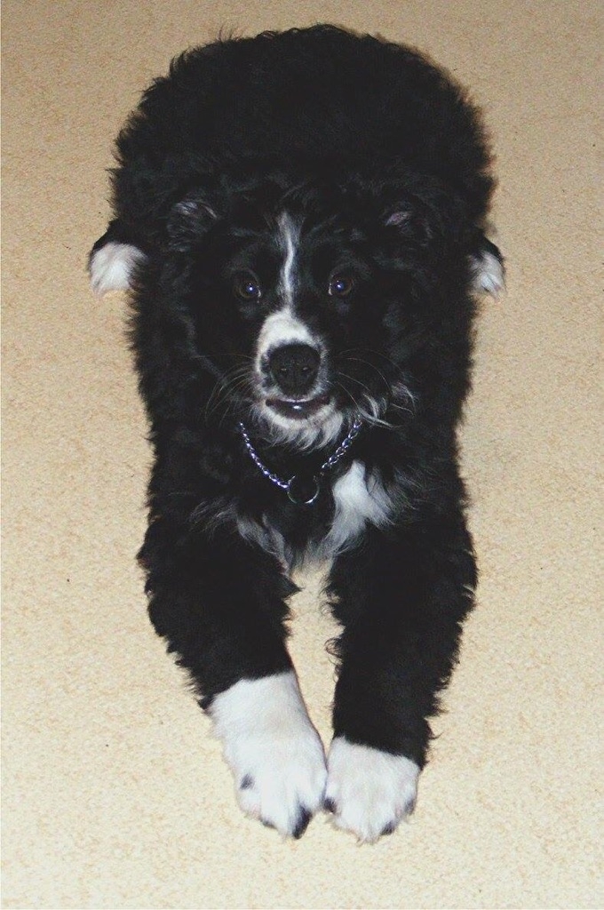 Angie, a border collie that went missing near Beiseker, Alberta in Dec 2016.