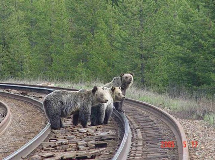 Parks Canada to use fires, forest thinning to reduce grizzly bear train deaths | Globalnews.ca