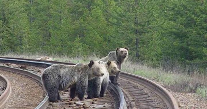 Parks Canada to use fires, forest thinning to reduce grizzly bear train deaths | Globalnews.ca