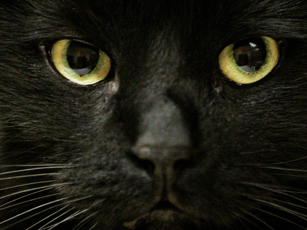 Winnipeg Humane Society closed until further notice due to burst water pipe - image