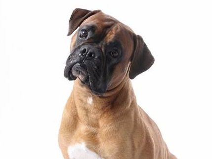 A boxer is seen in this file photo. Boxers are dogs that sometimes have alterations to their ears or tails. 
