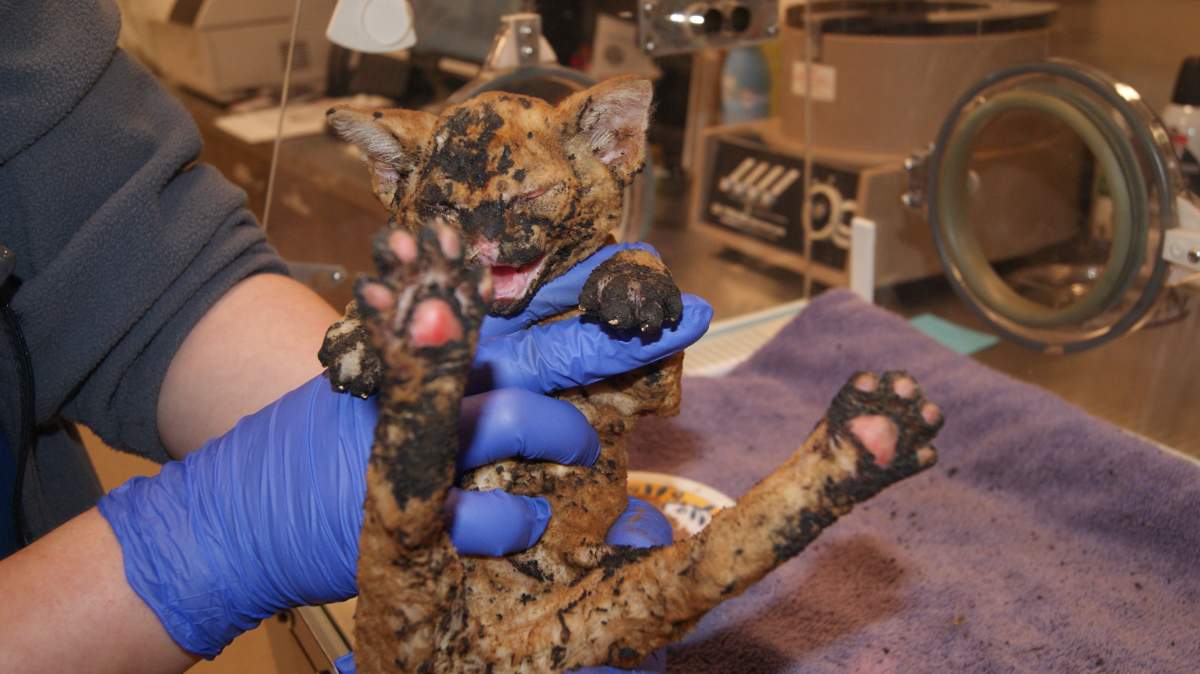 2 kittens badly burned in Abbotsford fire now on the road to recovery ...