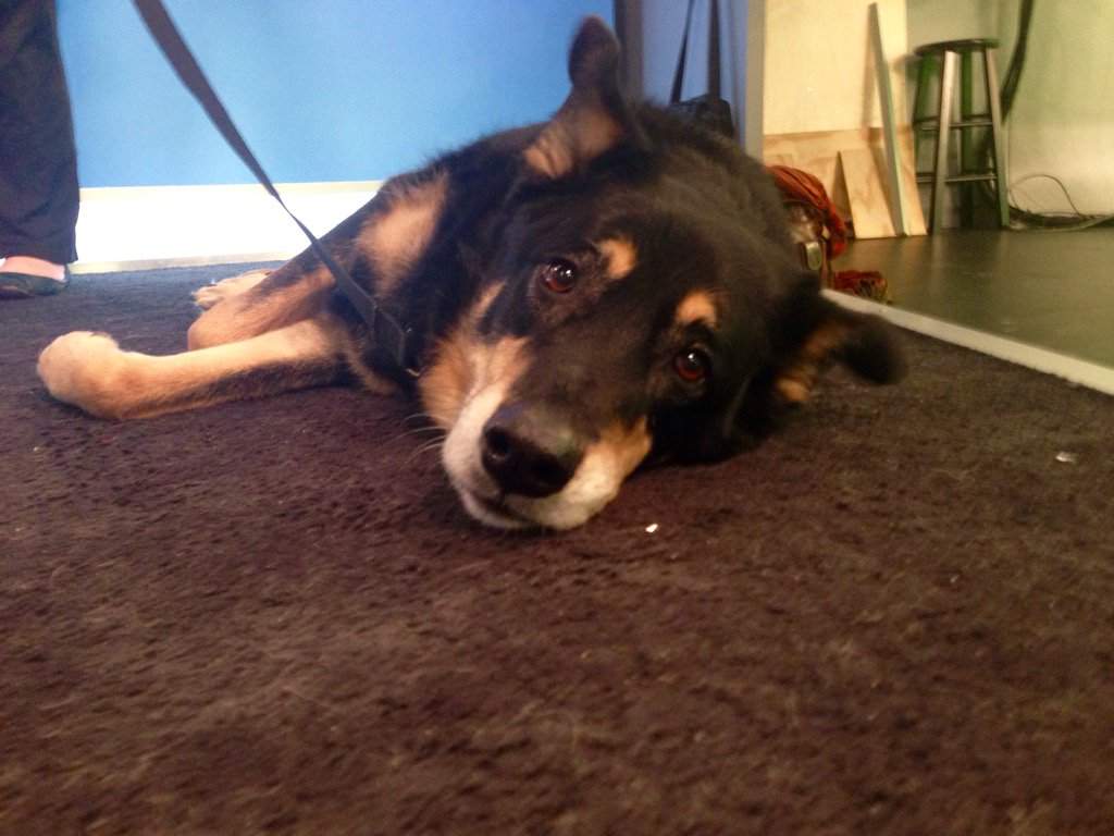 Juniper is one of many senior rescue dogs at Before the Bridge in Winnipeg looking for a home.
