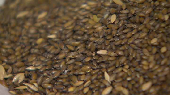 canary seed for human consumption