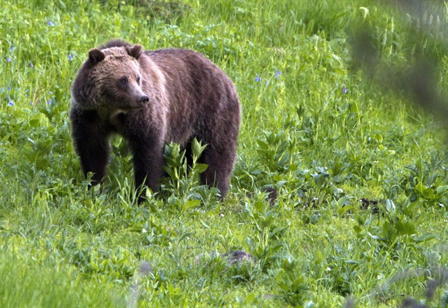 Parks Canada and Canadian Pacific Railway are hoping to reduce the threat that trains pose to grizzly bears by doing a better job of managing vegetation along tracks.