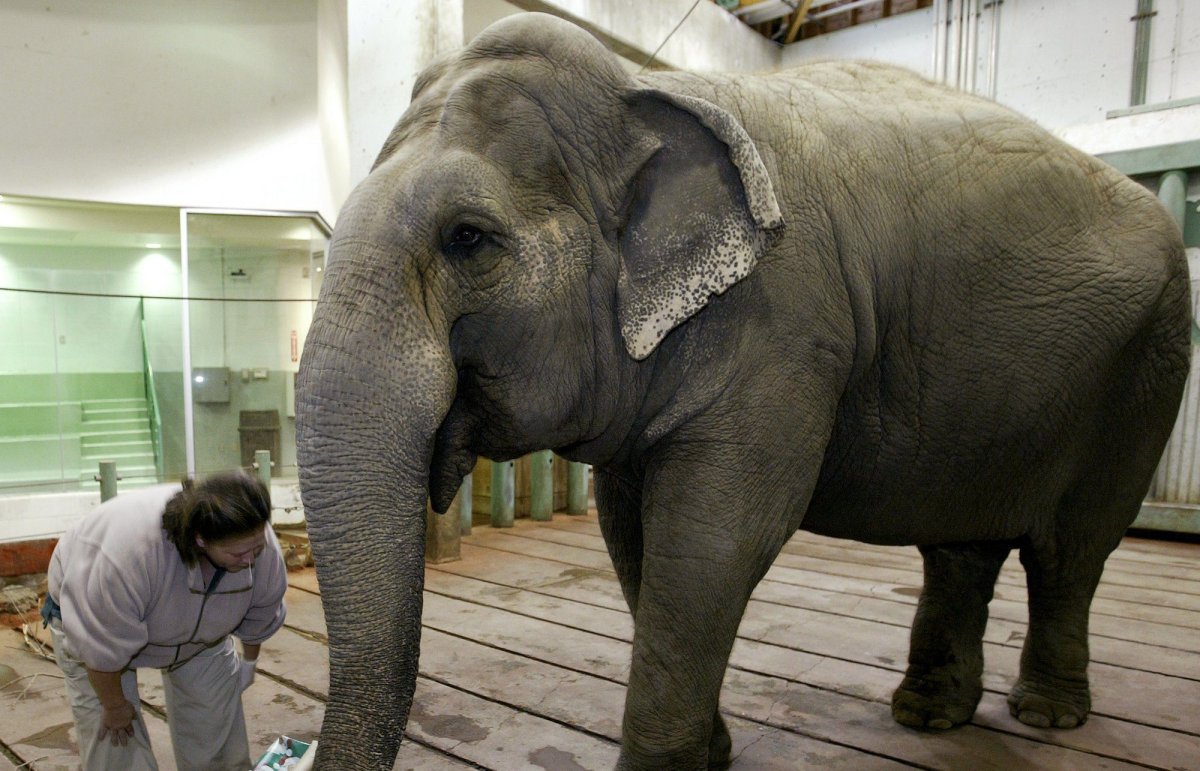 Elephant handler Jackie Buck gives Lucy the elephant a Christmas present full of fruits and vegetables in Edmonton, Alta. on Sunday, Dec. 25, 2005. 