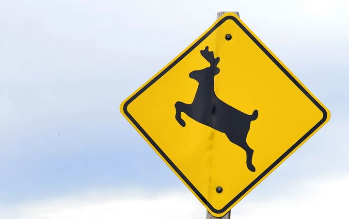 Saskatoon police say an injured deer was euthanized in the city on Saturday night.
