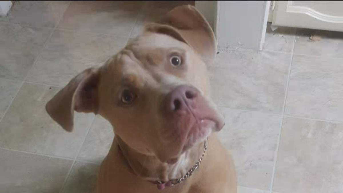 Marley was found safe after missing for 24 hours in the Okanagan.