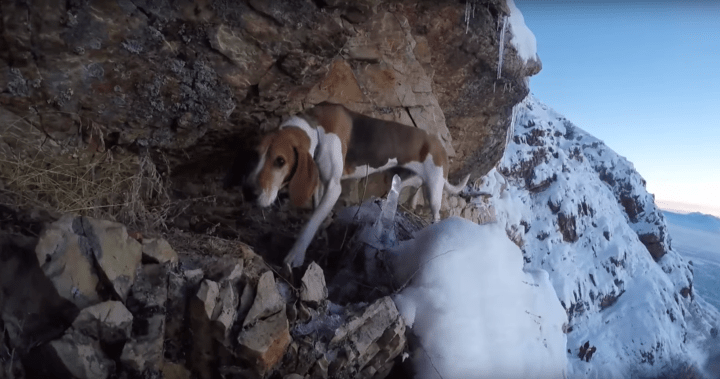 Utah rescuers can’t save dog on a mountain. So she found her own way