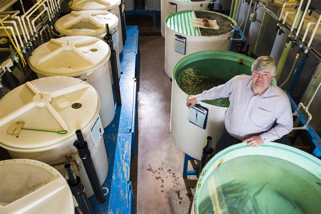 Science professor Greg Goss is shown in a lab which studies the effects on biotransformation, oxidative stress, and endocrine disruption in rainbow trout, in Edmonton on Wednesday, January 18, 2017. 