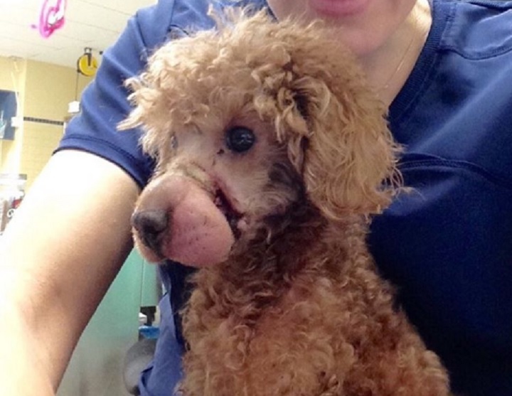 Frankie, an apricot Poodle, was found with an elastic band around its nose on Christmas Even in Toronto.