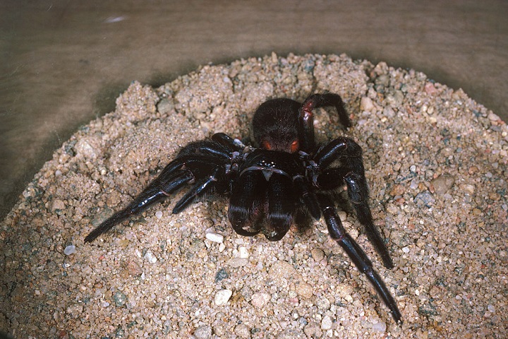 Antidotum Tarantulae 