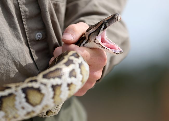 A Florida Fish and Wildlife Conservation Commission non-native Wildlife Technician, holds a Burmese Python in Miami, Florida in this Jan. 29, 2015 file photo.