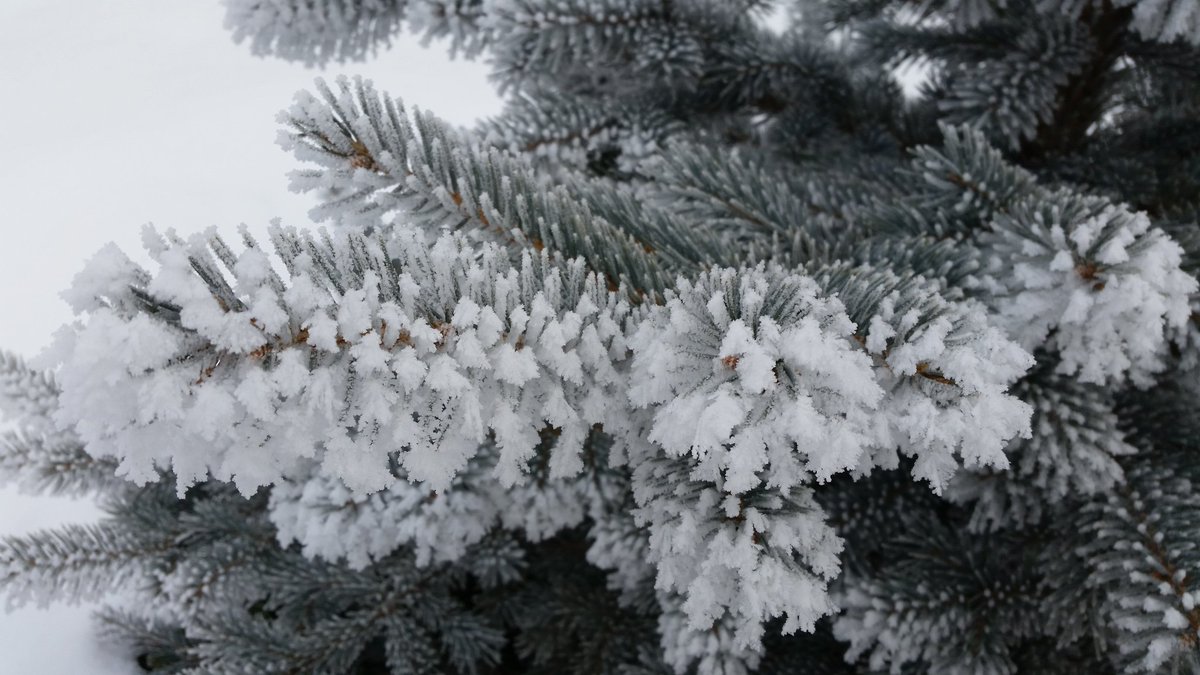 IN PHOTOS: Hoar frost blankets Alberta trees… and dogs | Globalnews.ca