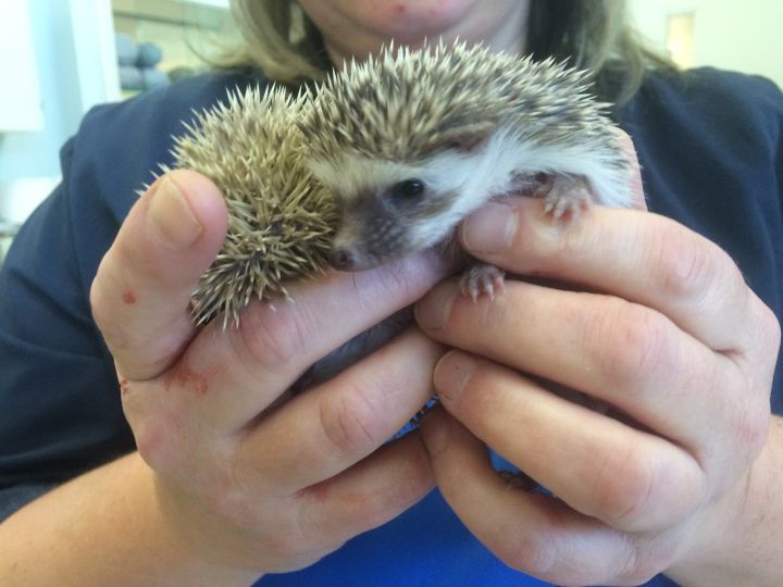 Want to adopt a hoglet? Calgary Humane Society will soon have them - image