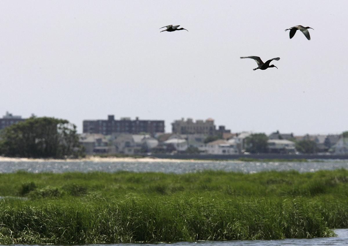 In this June 21, 2007 file photo, a trio of glossy ibis fly over the marshes of Jamaica Bay in New York. 