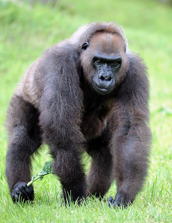 Josephine, grandmother to Internet-famous gorilla Harambe, was euthanized by Zoo Miami on Jan. 18, 2017.