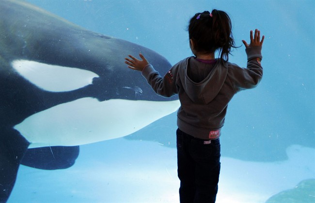This summer, the park will unveil a new attraction in the pool. Orca Encounter is being billed as an educational experience that will show how killer whales eat, communicate and navigate. The park has 11 orcas.