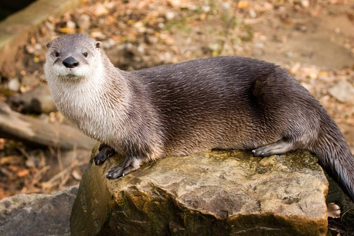 Ecomuseum Zoo welcomes back crowd-pleasing river otter with new exhibit - image