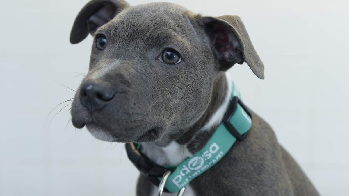 If your pet goes missing, what are the first steps you should take?.