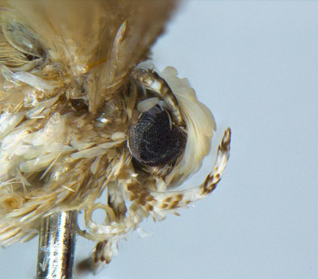 A close up of the head of the new species Neopalpa donaldtrumpi.