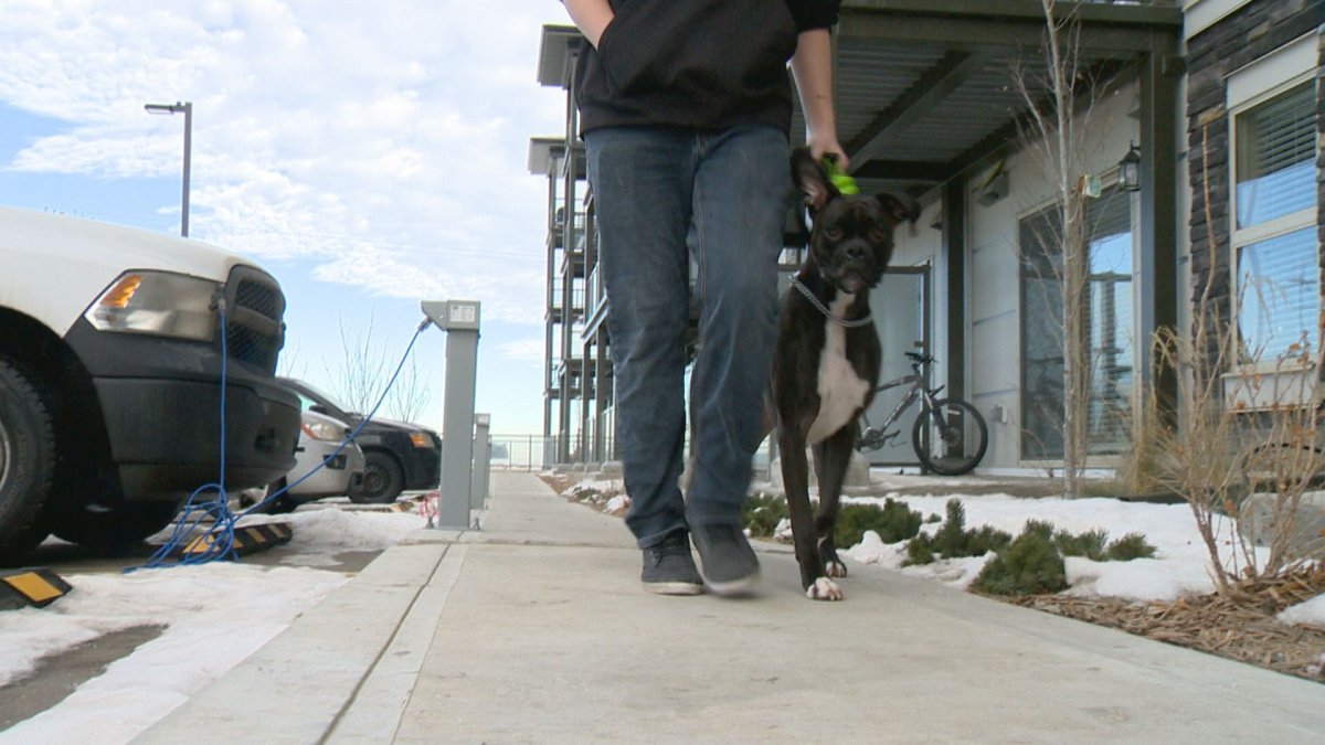 One condominium complex in Regina requires residents to DNA test their dogs, so they know who isn't scooping the poop.