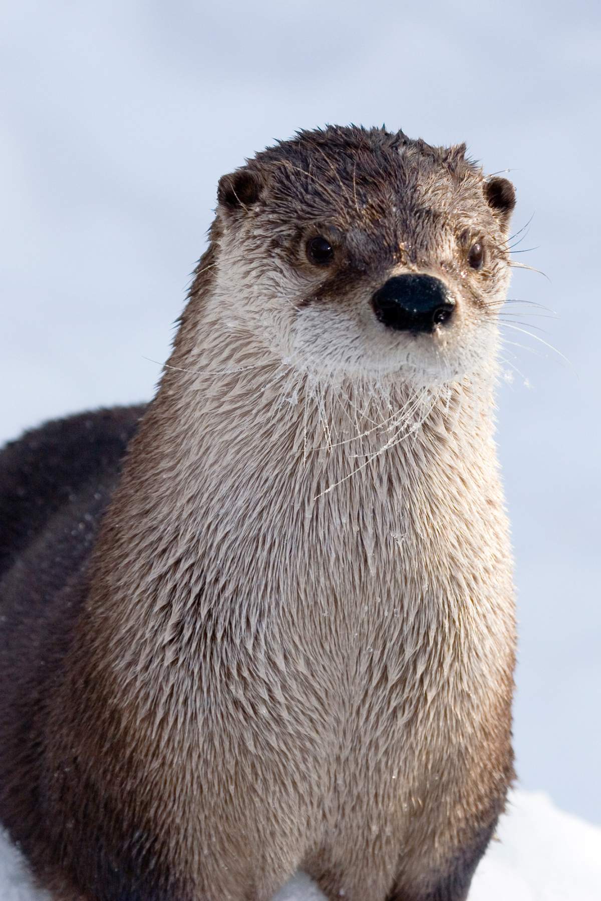 Ecomuseum Zoo welcomes back crowd-pleasing river otter with new exhibit - image