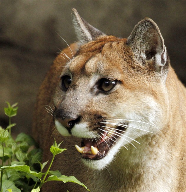 A file photo of a cougar.