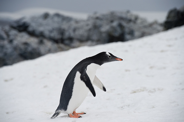 A penguin is pictured in the western Antarctic Peninsula on March 05, 2016.  