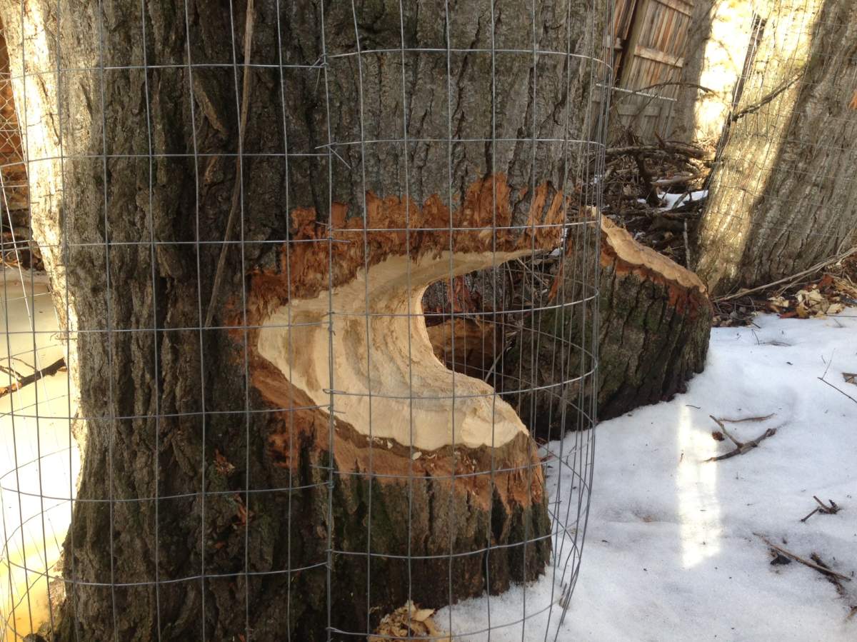 Beaver damage at Rotary Trails Park in West Kelowna.