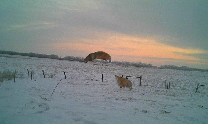 Jan. 9: This Your Saskatchewan photo was taken by Robin Seitz near Pilot Butte.