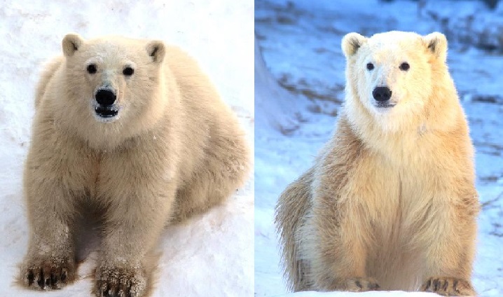 Winnipeg's zoo is asking the public to help name two polar bear cubs.
