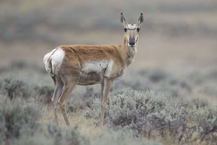 A man in southwestern Saskatchewan has been fined after killing an antelope by running it down with an all-terrain vehicle.
