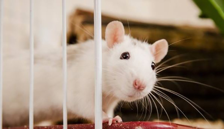 350 domestic rats found in Ontario apartment get new home