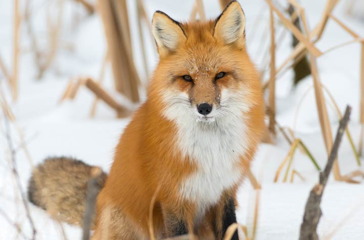 Jan. 10: This Your Saskatchewan photo was taken by Hamilton Greenwood at Prince Albert National Park.