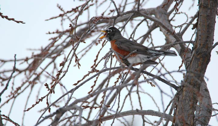 Jan. 13: This Your Saskatchewan photo was taken by Hope Bilinski at the forestry farm in Saskatoon.