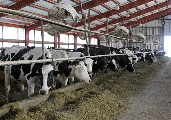 There’s no evidence that butter is harder due to palm supplements in cow feed - image