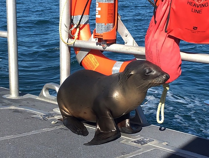 In this Saturday, Jan. 14, 2017 photo released by the U.S. Coast Guard Station Los Angeles, a sea lion hitches a ride on a US Coast Guard boat off the coast of Newport Beach, Calif.