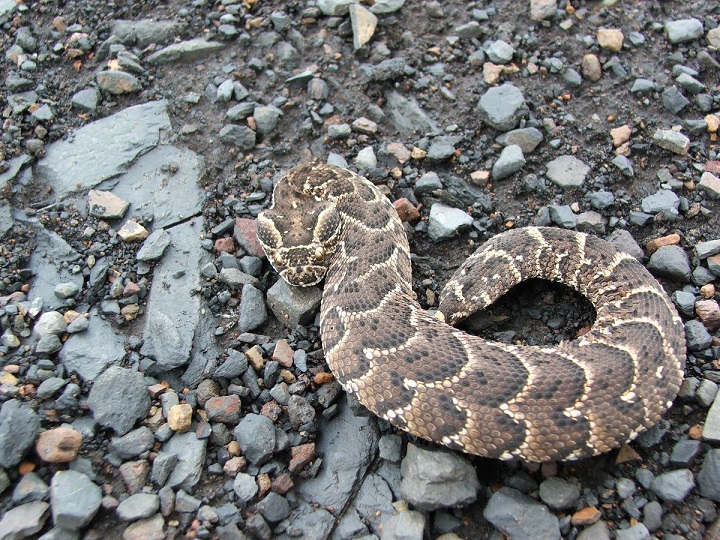 20 venomous snakes seized from north-end Toronto home - Toronto |  