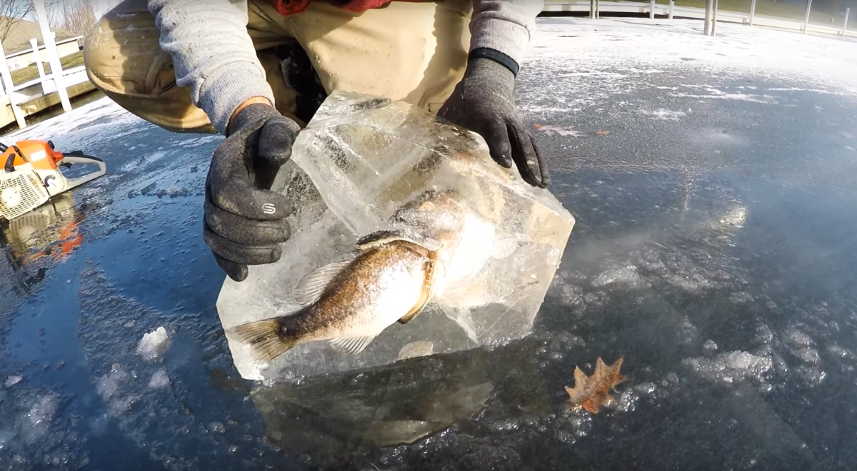 WATCH: Pike caught frozen in ice while trying to eat a bass - image