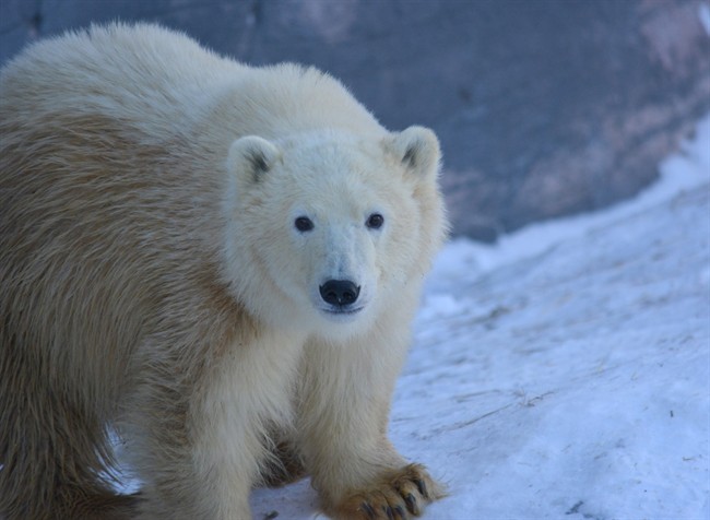 Nanuq a female polar bear is shown in this handout image provided by the Assiniboine Park Conservancy.