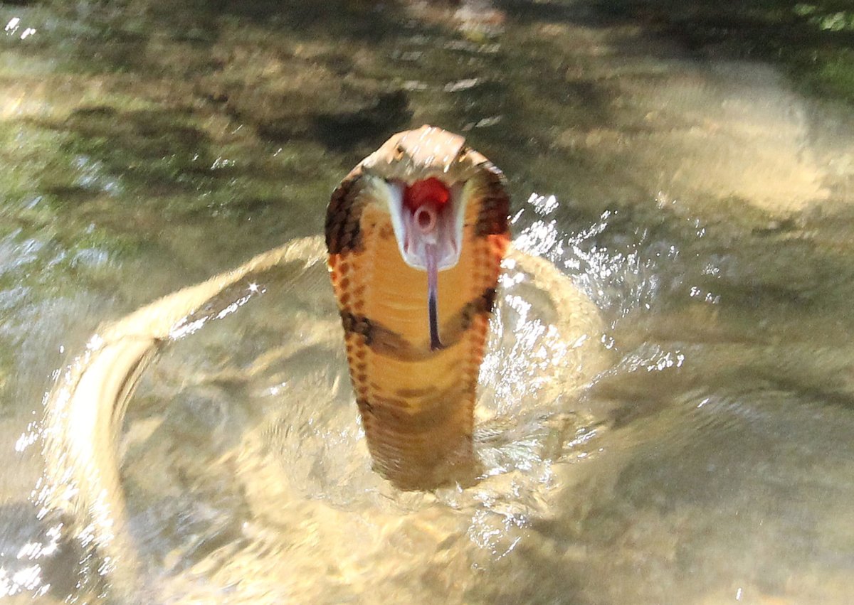 The King Cobra faces photographer in strike pose.