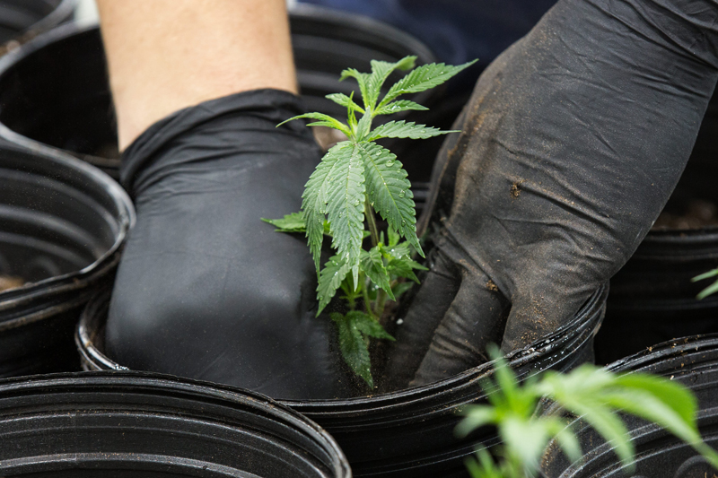 An employee plants medical marijuana at Tweed., in Smith's Falls, Ont.,in this file image.