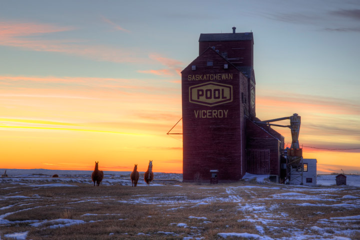 Feb. 2: This Your Saskatchewan photo of llamas was taken by Darcy Conn in Viceroy.
