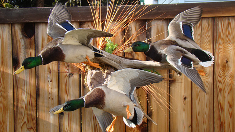 Three Mallard ducks that were taxidermied by Alex Muirhead, the late owner of Edmonton's Advantage Taxidermy. 