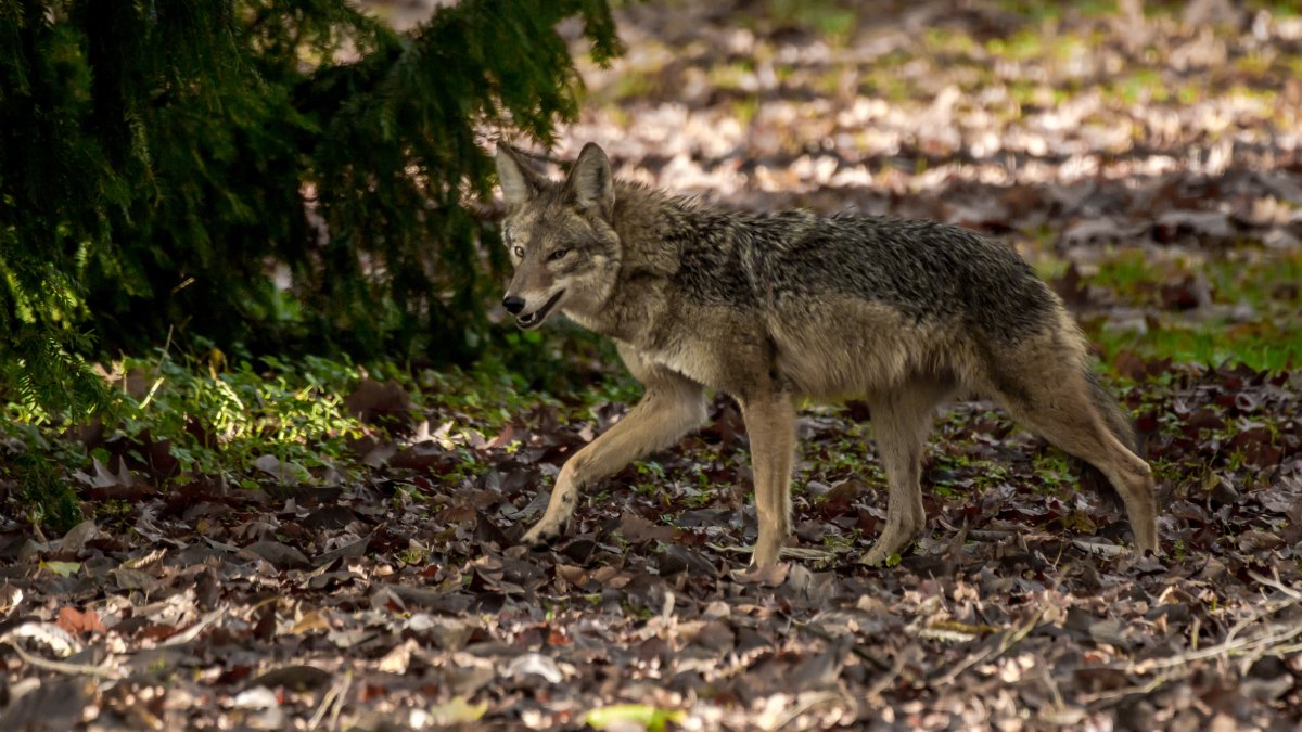 Pets that appear to be killed by humans, were likely attacked by coyotes, St. Albert RCMP say.