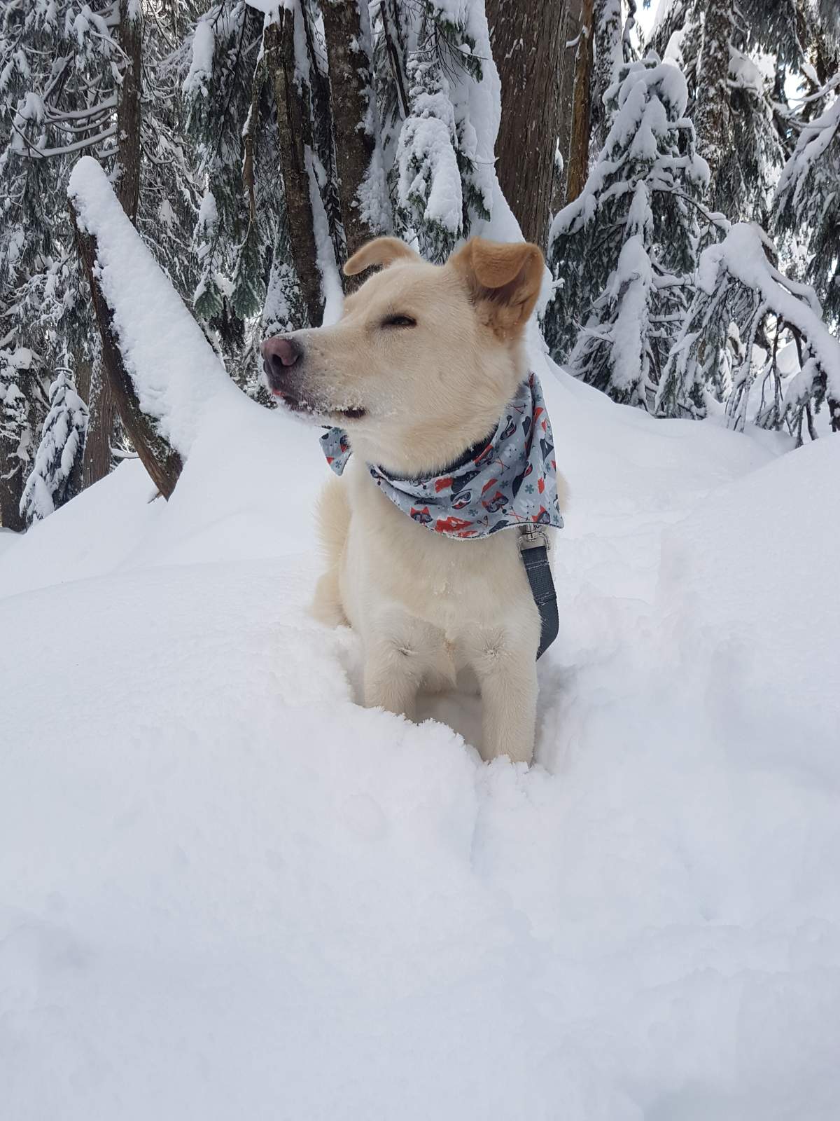 Beautiful photos of dogs playing in B.C. snow storm - image