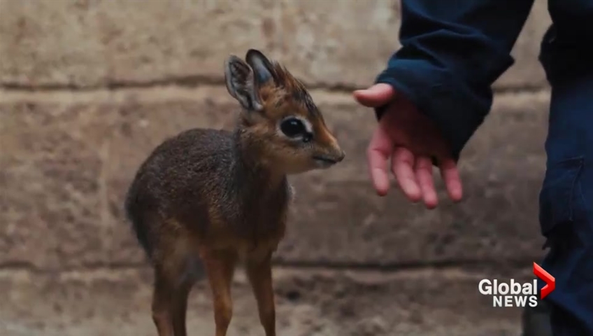 UK zoo adopts newborn antelope after its mother dies after giving birth -  National 