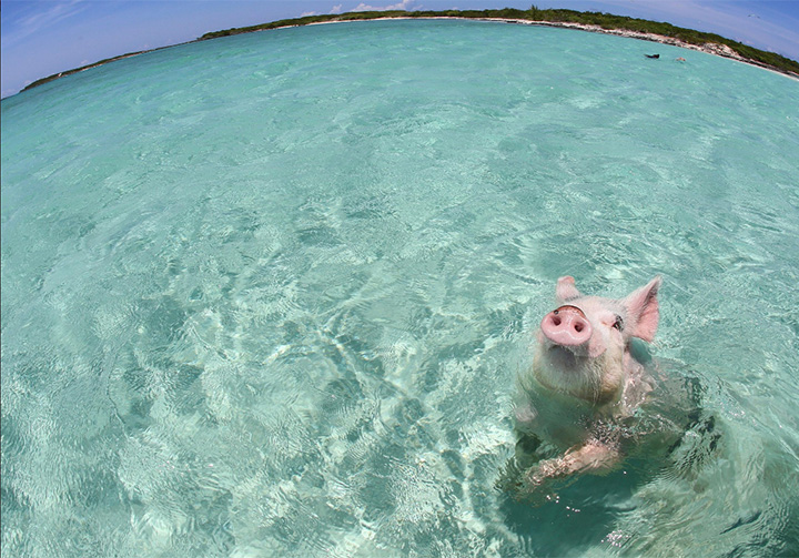 Several of Bahamas’ beloved swimming pigs were found dead last week forcing locals and government officials to implement new restrictions on visitors to Big Major Cay.