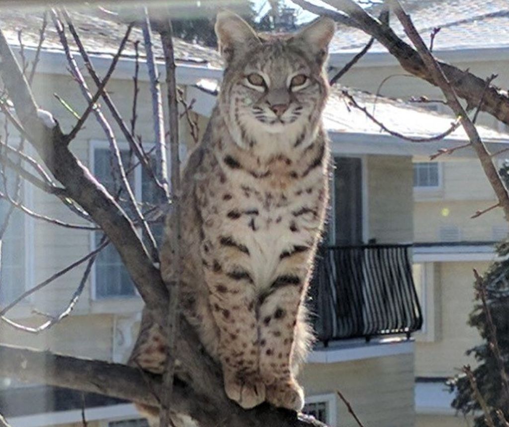 A bobcat spotted in Varsity Saturday morning. 